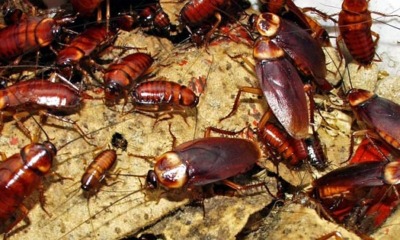 ATTENTION! Cockroaches Might Be Invading Us In The Near Future - WORLD OF BUZZ