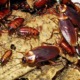 ATTENTION! Cockroaches Might Be Invading Us In The Near Future - WORLD OF BUZZ