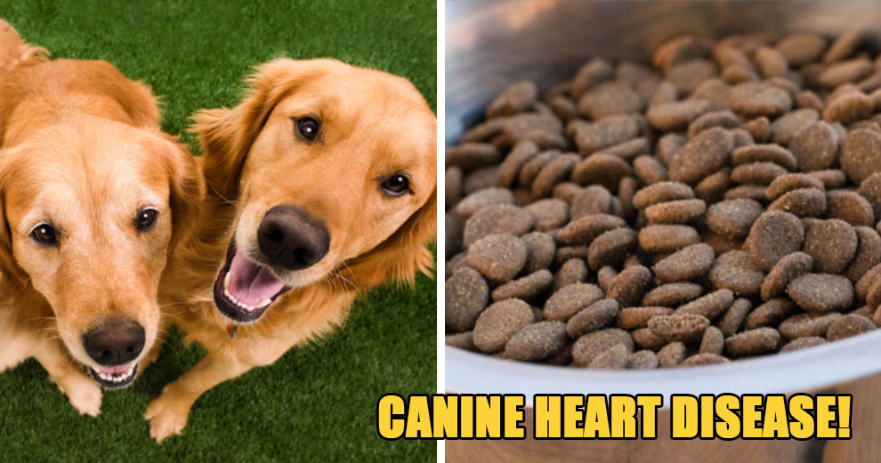 Beware: These 16 Dog Food Brands Have Been Linked to Canine Heart Disease - WORLD OF BUZZ 5