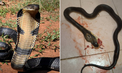 M'sian Girl Hilariously Whacks Cobra to Death With Ladle After Fighting With Her Boyfriend - WORLD OF BUZZ