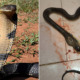 M'sian Girl Hilariously Whacks Cobra to Death With Ladle After Fighting With Her Boyfriend - WORLD OF BUZZ