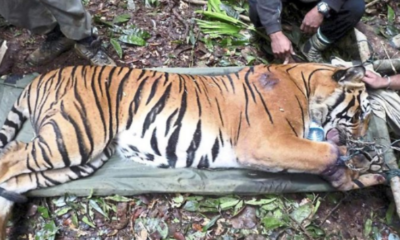 Expert: Malaysian Tigers Could Go Extinct As Early As 2022 If We Don't Take Action Now - WORLD OF BUZZ 1