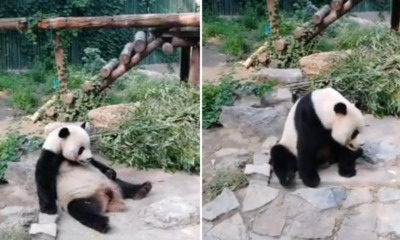 Tourists at Zoo Throw Rocks at Resting Giant Panda to Wake It Up - WORLD OF BUZZ
