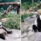 Tourists at Zoo Throw Rocks at Resting Giant Panda to Wake It Up - WORLD OF BUZZ