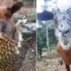 [VIDEO] This Goat is Malaysia's Greatest Durian Lover - WORLD OF BUZZ