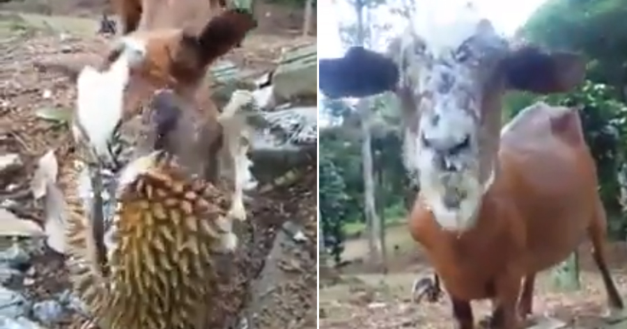[VIDEO] This Goat is Malaysia's Greatest Durian Lover - WORLD OF BUZZ