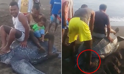 Bunch of Men Take Turns to Ride Endangered Turtle As It Struggles to Crawl Back to the Sea - WORLD OF BUZZ
