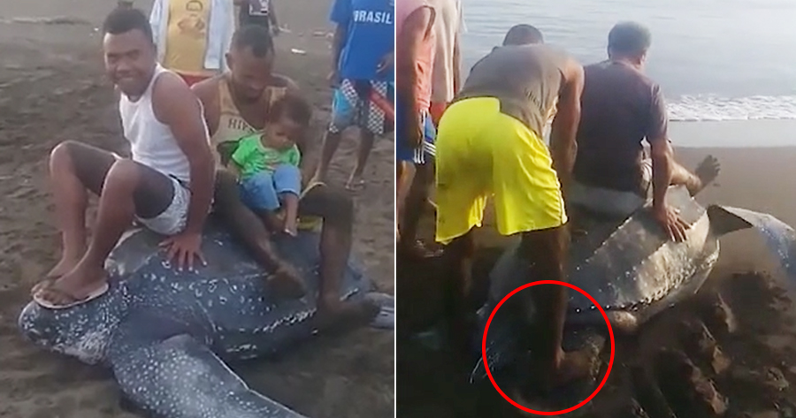 Bunch of Men Take Turns to Ride Endangered Turtle As It Struggles to Crawl Back to the Sea - WORLD OF BUZZ