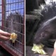 Lit Perlis Uncle's Malayan Porcupines Are Addicted to Roti Canai - WORLD OF BUZZ