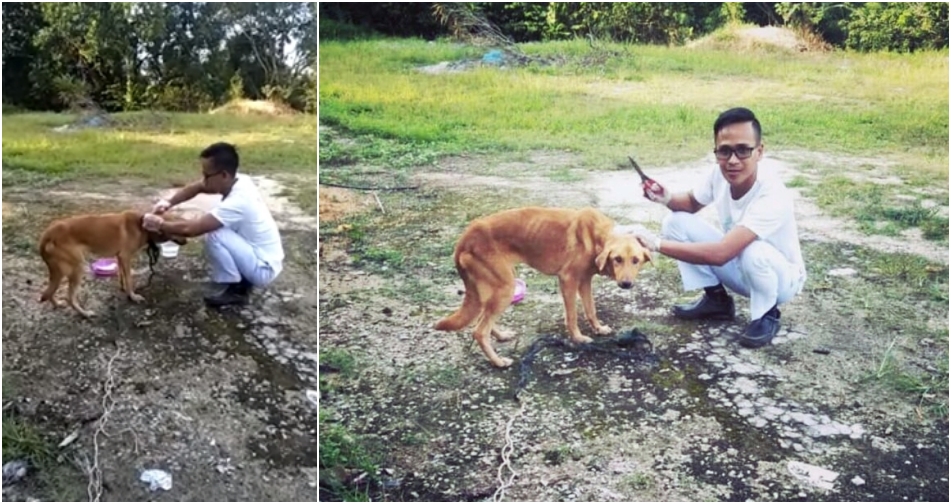 Man Shares His Experience Saving A Dog Almost Strangled To Death, Adopts Him Despite It Being Haram - WORLD OF BUZZ 5