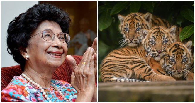 Tun Dr Siti Hasmah Names Adorable Tiger Cubs in Zoo Negara Wira, Hebat and Melur - WORLD OF BUZZ