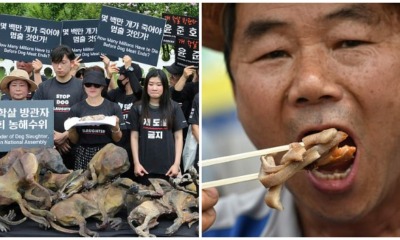 South Koreans Eat Boiled Dog Meat Protesting Against Dog Meat Ban - WORLD OF BUZZ 7
