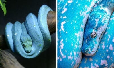 The World's Most Expensive Is A Green Tree Python That's Not Green But Blue - WORLD OF BUZZ 4