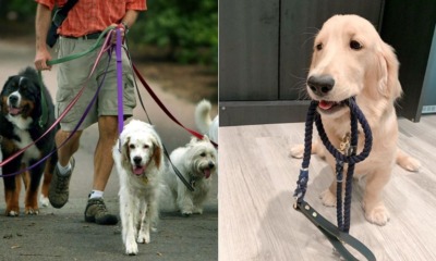 This Company Allows People To "Borrow" Dogs From Their Owners For An Hour Or More - WORLD OF BUZZ