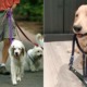 This Company Allows People To "Borrow" Dogs From Their Owners For An Hour Or More - WORLD OF BUZZ