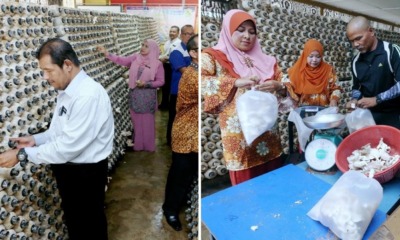 This M'sian School Converted its Old Canteen into A Mushroom Farm & Made Over RM15,000 From It! - WORLD OF BUZZ