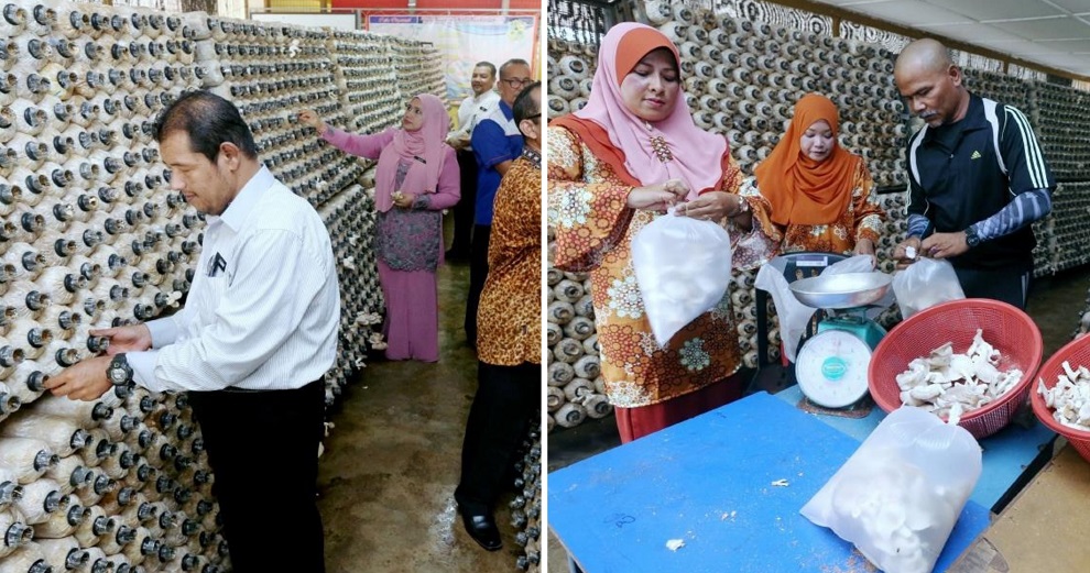 This M'sian School Converted its Old Canteen into A Mushroom Farm & Made Over RM15,000 From It! - WORLD OF BUZZ