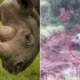 [Watch] Baby Rhino Tries to Wake Dead Mother Up Who Was Shot By Poachers In a Heart-Breaking Video - WORLD OF BUZZ