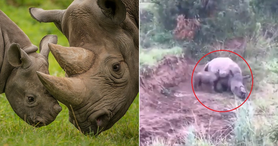 [Watch] Baby Rhino Tries to Wake Dead Mother Up Who Was Shot By Poachers In a Heart-Breaking Video - WORLD OF BUZZ