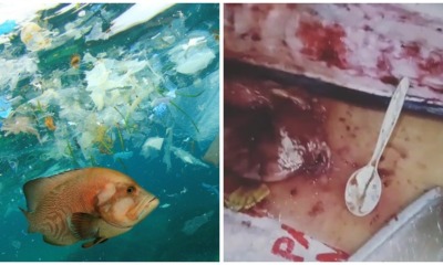 WATCH: Plastic Spoon, Candy Wrapper and Other Plastic Items Found in Fish That Was Being Prepared As Food - WORLD OF BUZZ