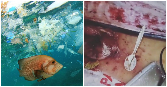 WATCH: Plastic Spoon, Candy Wrapper and Other Plastic Items Found in Fish That Was Being Prepared As Food - WORLD OF BUZZ