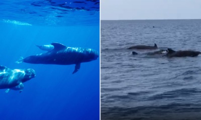 Group of Short-Finned Pilot Whales Appeared for the First Time in Terengganu Waters AGAIN - WORLD OF BUZZ