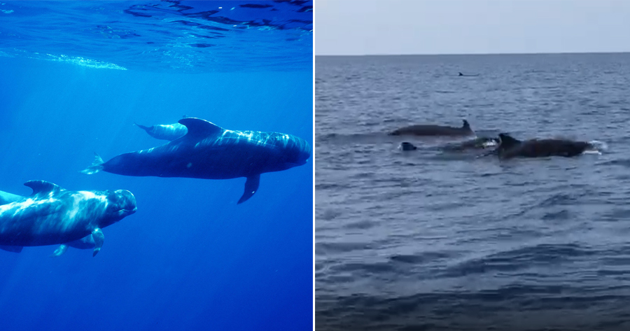 Group of Short-Finned Pilot Whales Appeared for the First Time in Terengganu Waters AGAIN - WORLD OF BUZZ