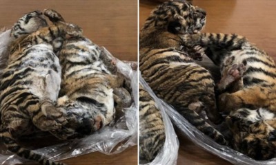 Wildlife Smugglers Arrested After Frozen Carcasses Of 7 Tiger Cubs Were Found Inside Car - WORLD OF BUZZ 1