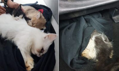2 Men Sedated 3 Kittens Before Trying To Smuggle Them Under Their Car Seat - WORLD OF BUZZ 2