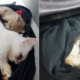 2 Men Sedated 3 Kittens Before Trying To Smuggle Them Under Their Car Seat - WORLD OF BUZZ 2