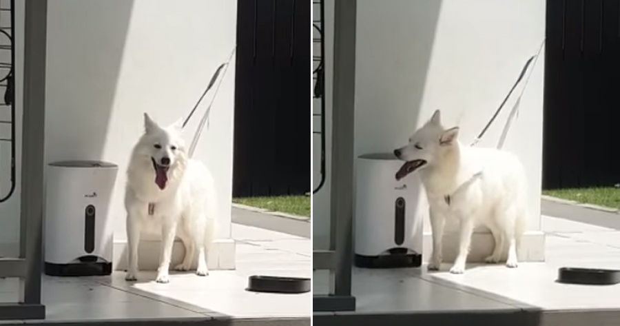 Poor Doggy Left Overnight On Short Leash Seen Trying to Get Out of the Hot Sun - WORLD OF BUZZ