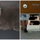 British Short Hair Cat Becomes "Illegal Immigrant" Due To Dubious Import Purr-mit - WORLD OF BUZZ