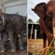 Chained & Injured Elephant Finally Gets Happy Ending When He Is Rescued From Cramped Enclosure - WORLD OF BUZZ 3