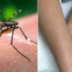 An Aedes Mosquito Can - WORLD OF BUZZ