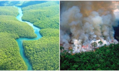 Did You Know The Amazon Has Been Burning for 3 Weeks & We Could Lose 20% of Oxygen in the World? - WORLD OF BUZZ
