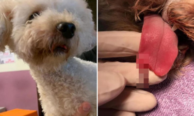 Dog Owners Allegedly Demand RM66,600 From Groomers After Its Tongue Was Accidentally Snipped - WORLD OF BUZZ