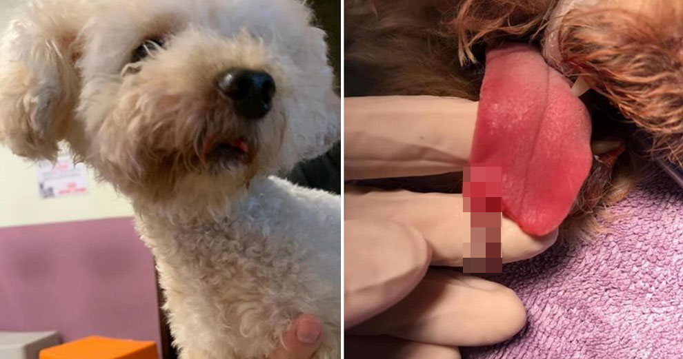 Dog Owners Allegedly Demand RM66,600 From Groomers After Its Tongue Was Accidentally Snipped - WORLD OF BUZZ