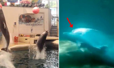 Baby Dolphin That's Only 9 Days Old Dies While Being Forced to Perform for Crowd - WORLD OF BUZZ