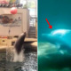 Baby Dolphin That's Only 9 Days Old Dies While Being Forced to Perform for Crowd - WORLD OF BUZZ