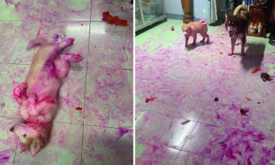 Hilarious Photos of 2 Huskies' Aftermath of Playing With a Dragon Fruit - WORLD OF BUZZ