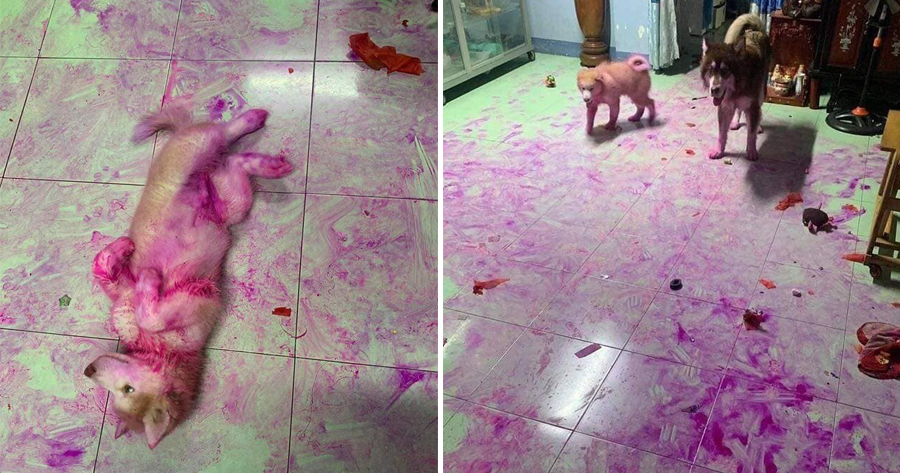 Hilarious Photos of 2 Huskies' Aftermath of Playing With a Dragon Fruit - WORLD OF BUZZ