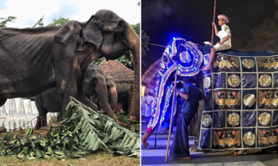 70yo Frail & Weak Elephant Forced to Walk in Parade - WORLD OF BUZZ