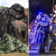 70yo Frail & Weak Elephant Forced to Walk in Parade - WORLD OF BUZZ
