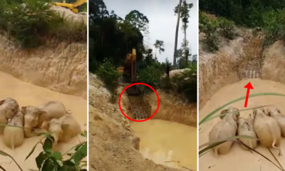 Five Elephants Were Rescued After Getting Stuck in a Gold Mine in Pahang - WORLD OF BUZZ