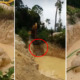 Five Elephants Were Rescued After Getting Stuck in a Gold Mine in Pahang - WORLD OF BUZZ