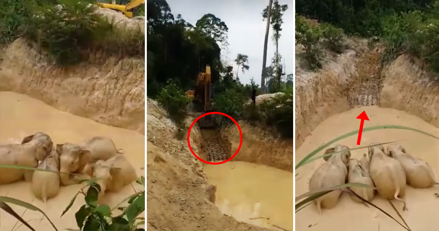 Five Elephants Were Rescued After Getting Stuck in a Gold Mine in Pahang - WORLD OF BUZZ