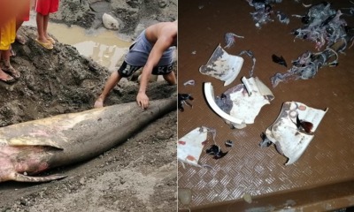 Rare Pygmy Whale Was Found Dead On Beach With Its Belly Filled With Plastic - WORLD OF BUZZ