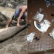 Rare Pygmy Whale Was Found Dead On Beach With Its Belly Filled With Plastic - WORLD OF BUZZ