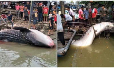 Giant Whale Shark Landed In Johor, Netizens Shocked At Sheer Size Of The Fish - WORLD OF BUZZ 7