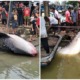 Giant Whale Shark Landed In Johor, Netizens Shocked At Sheer Size Of The Fish - WORLD OF BUZZ 7